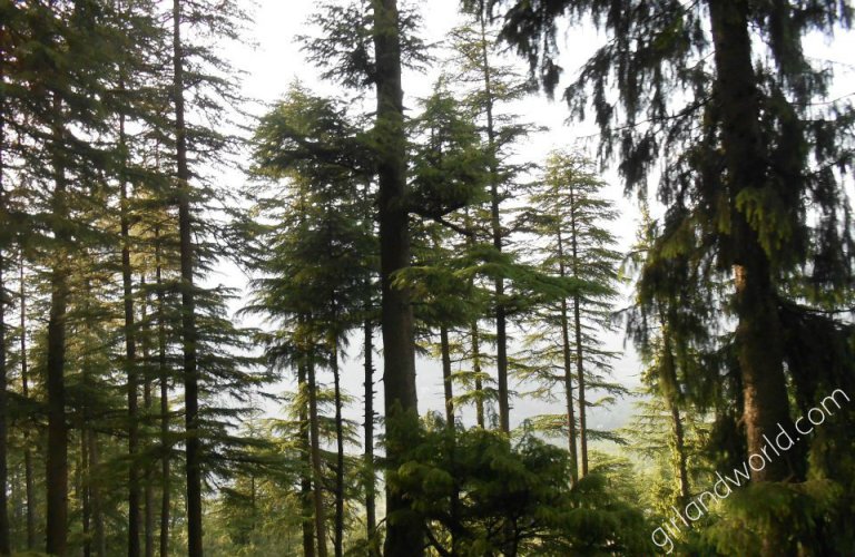 manali tourism honeymoon