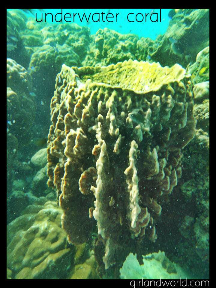 underwater-coral