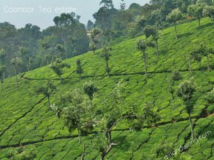 ooty honeymoon