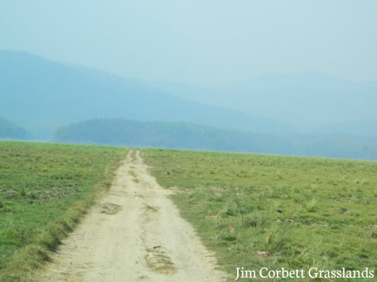 Jim Corbett national park India largest tiger reserve Dhikala forest zone Dhangri gate how to rech Jim corbett best time to visit JIm Corbett Jim COrbett Attractions Tiger sightings animals wildlife photography