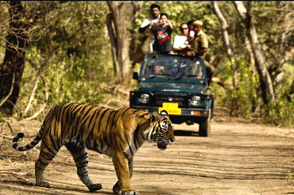 Jim Corbett national Park, Dhikala Forest Lodge, Jim Corbett National Park Booking Best resort in JIm Corbett Tiger reserve Park India largest Tiger reserve oldest National Park in India wild life photography nature lover honeymoon destination